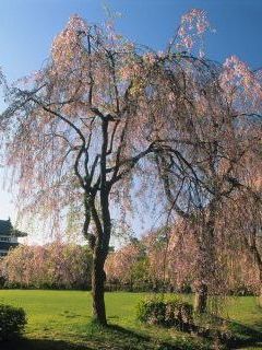 Castle Hirosaki, Japan.jpg